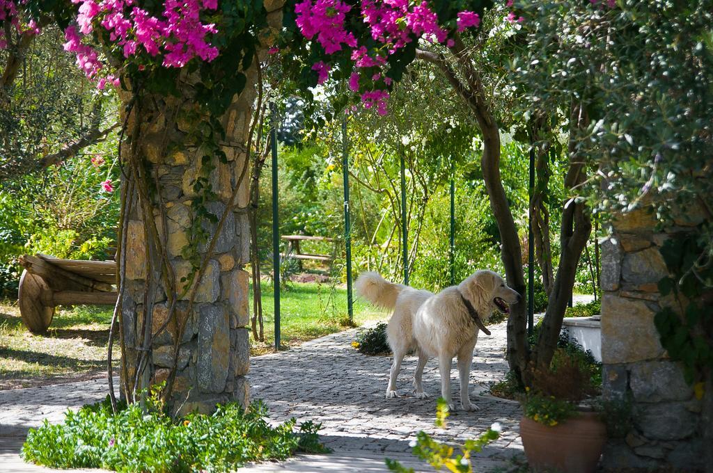 Olive Farm Of Datca Guesthouse (Adults Only) Екстер'єр фото