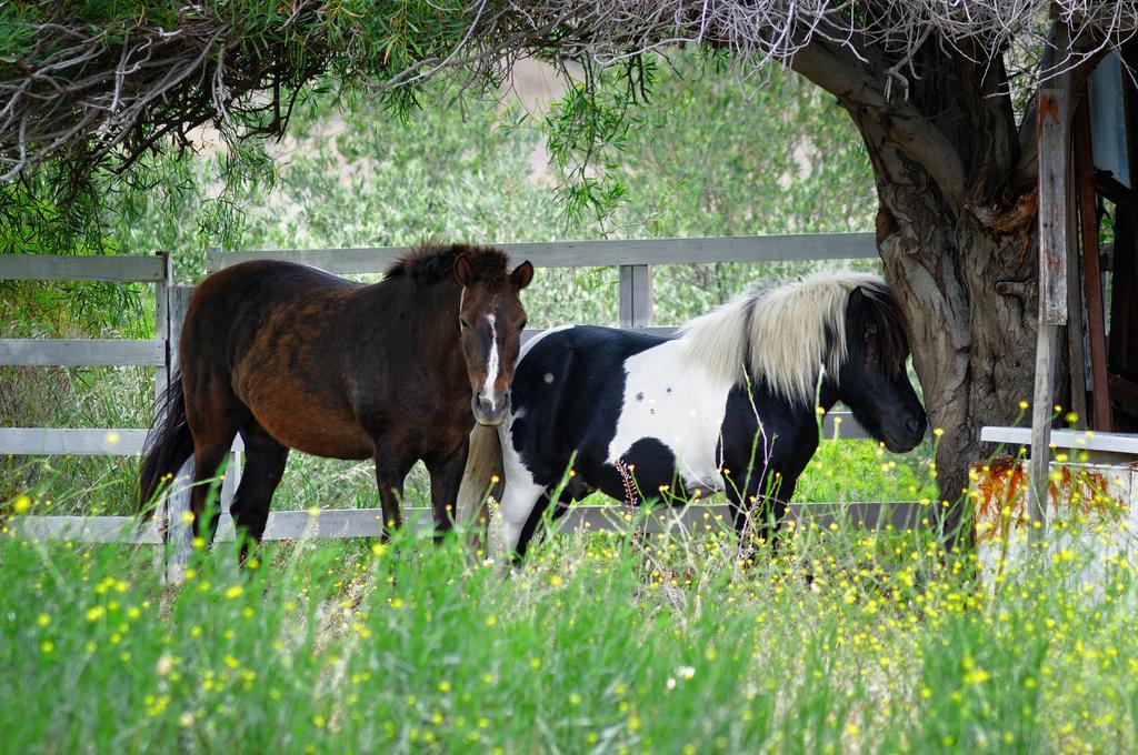 Olive Farm Of Datca Guesthouse (Adults Only) Екстер'єр фото